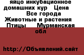 яйцо инкубационное домашних кур › Цена ­ 25 - Все города Животные и растения » Птицы   . Мурманская обл.